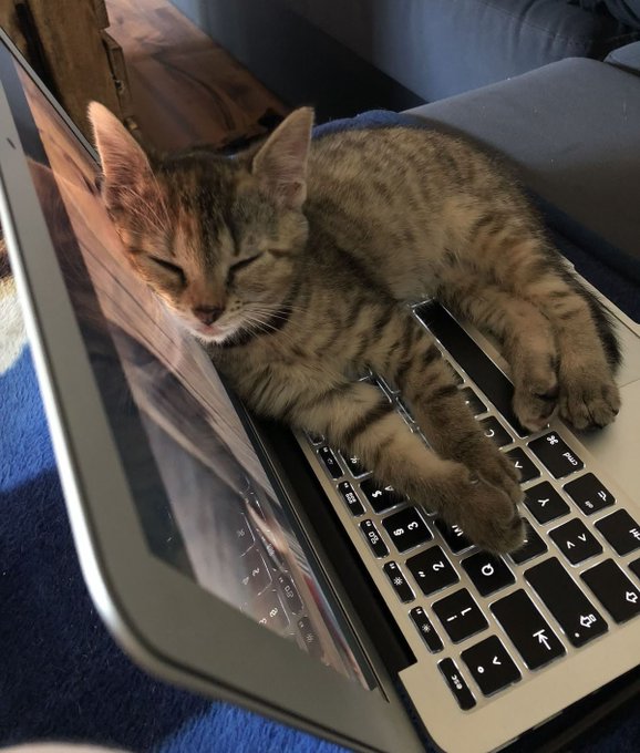 A tabby kitten naps peacefully on a MacBook keyboard, seemingly indifferent to the work it has interrupted. The image humorously contrasts with the post's mention of a "boring minting day," suggesting the cute furry "co-worker" has decided it's time for a break from NFTs.