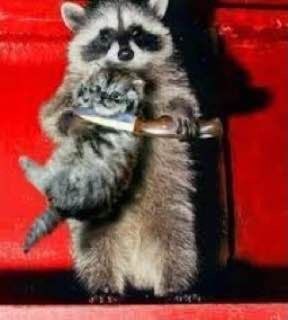 A raccoon stands upright against a red background, holding a knife with both paws in a humorous, anthropomorphic pose.