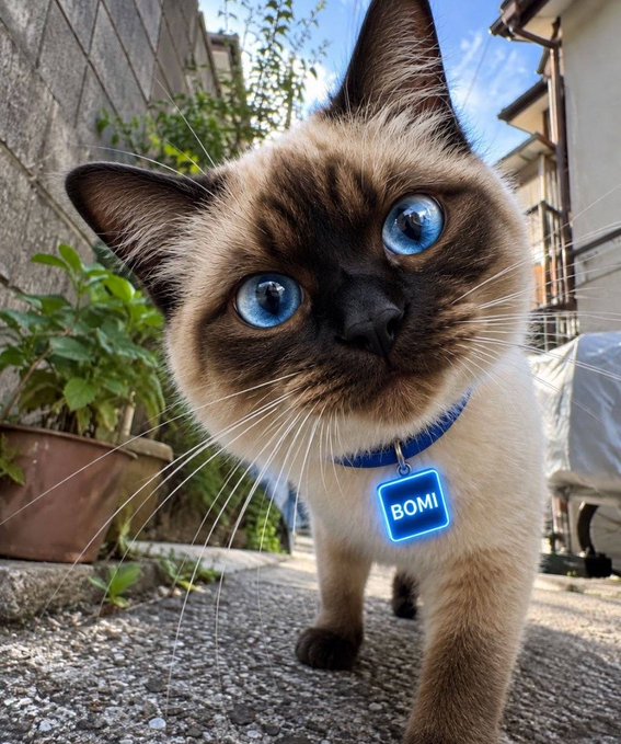 A close-up photograph of a Siamese cat with striking blue eyes standing outdoors, wearing a blue collar with a tag that reads 'BOMI'.