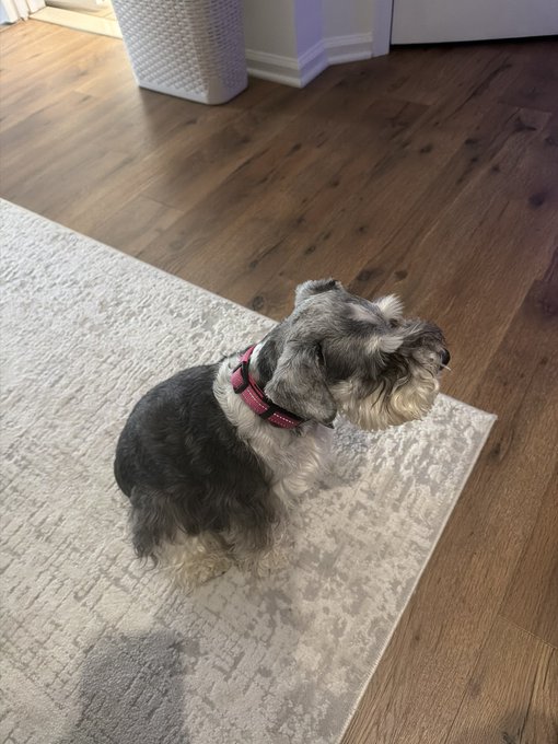 A scruffy gray and white schnauzer-mix dog wearing a red collar sits attentively on a cream patterned rug, waiting unaware of its owner's reckless plan to wager it on a roulette bet at toshi.bet.