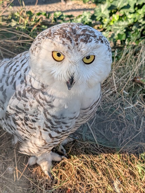 A snowy owl with striking yellow eyes and white-and-brown speckled plumage sits on dry grass, staring directly at the camera.
