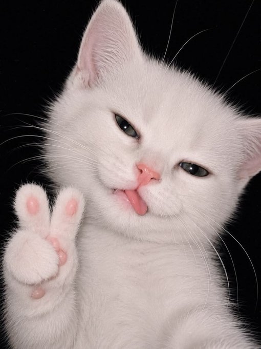 A close-up of a white kitten against a black background, sticking out its pink tongue and raising a paw to display its pink toe beans.
