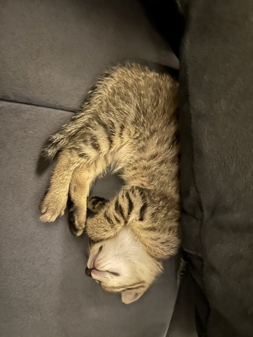A tabby cat sleeps curled up on a gray fabric couch, its head tucked down and paws stretched out toward the camera in dim lighting.
