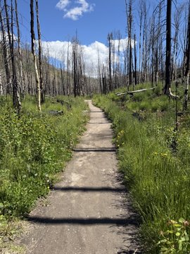 A dirt hiking trail winds through a forest of burned, dead trees with green undergrowth and wildflowers, under a blue sky with scattered clouds.