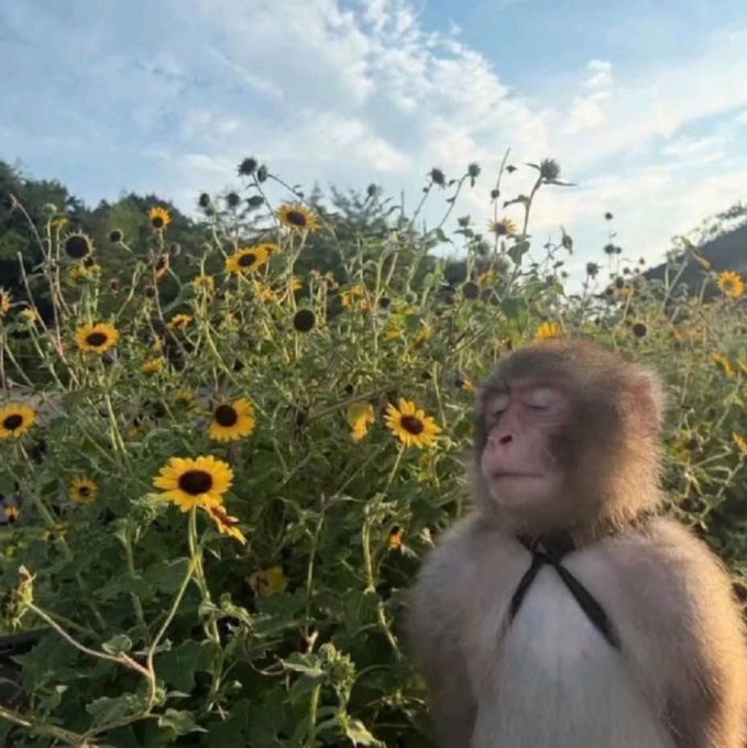A monkey with its eyes closed appears to enjoy the breeze in a field of yellow sunflowers under a cloudy blue sky.