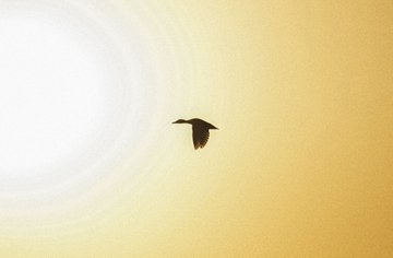 A silhouetted bird flies across a bright, sunlit sky with a warm golden hue and a glowing lens flare.