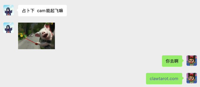 A chat conversation in Chinese where one person suggests trying a divination/fortune-telling website 'clawtarot.com' with a humorous pig photo response.