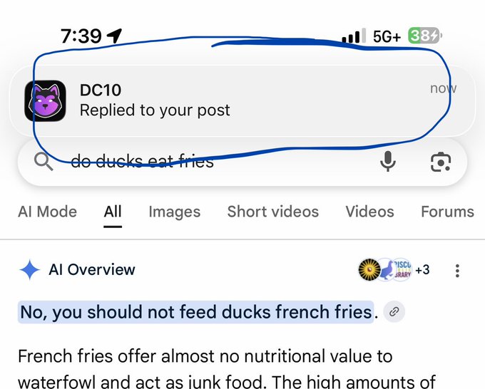 The image shows a message from an Instagram account that reads "No you should not feed ducks french fries". The message appears to be a warning against feeding ducks with unhealthy food items like French fries, as it can lead to health issues for the birds. The account is active on Instagram and has been replying to a post by the user.