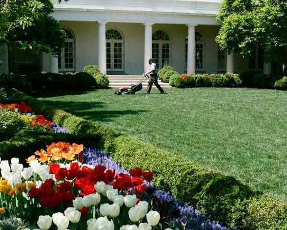 A groundskeeper mows the lawn in front of a white building featuring tall columns and arched windows, likely the White House, with vibrant red, white, and yellow tulips and blue flowers blooming in the foreground garden beds.