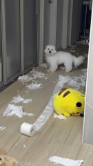 A small fluffy white dog sits in a doorway of a messy room with torn paper scattered across the floor and a knocked-over yellow smiley face cushion, likely the culprit behind the destruction. The image humorously illustrates the "destroying everything" mentioned in the post, as the dog appears to have just wreaked havoc while the new Riftbound x T1 Signature Edition gift awaits.