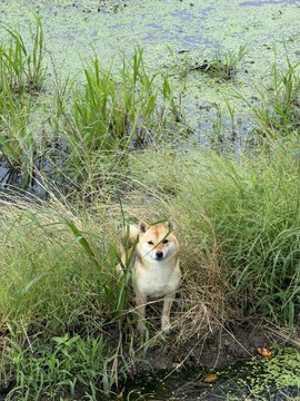 A Shiba Inu dog standing attentively in tall green grass near a pond with lily pads.