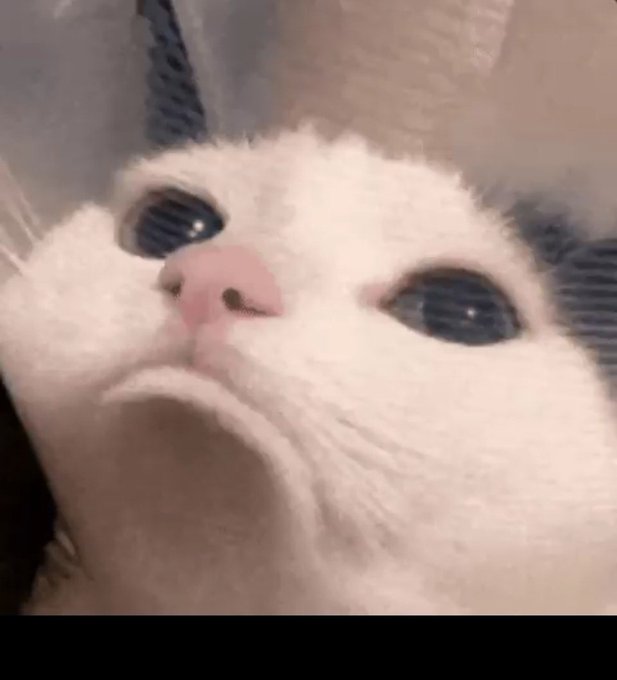 A close-up photo of a fluffy white cat with large blue eyes and a pink nose, displaying a sad or grumpy facial expression.