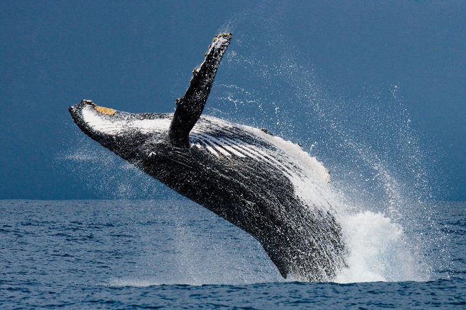 A massive humpback whale breaches dramatically out of deep blue ocean waters, sending sprays of water cascading around its dark, sleek body.

The image of the breaching whale serves as a visual metaphor for the significant "whale activity" mentioned in the post, symbolizing the large-scale transactions of Chainlink's top investors moving substantial amounts of LINK tokens.