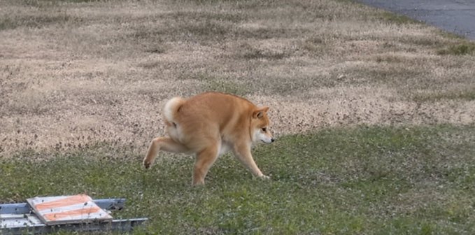 A Shiba Inu dog walks across a patchy grassy and dirt field with its head lowered, resembling the breed featured in the "Jimothy Inu" meme name referenced in the caption. A discarded orange and white sign lies on the ground nearby.