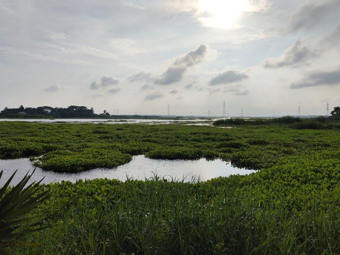 A scenic landscape showing a lush green wetland with water channels, framed by a bright sky and distant power lines.