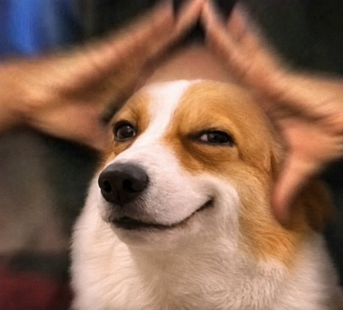 A Corgi dog with hands placed on its head forming a roof shape, with a smug-looking expression on its face.