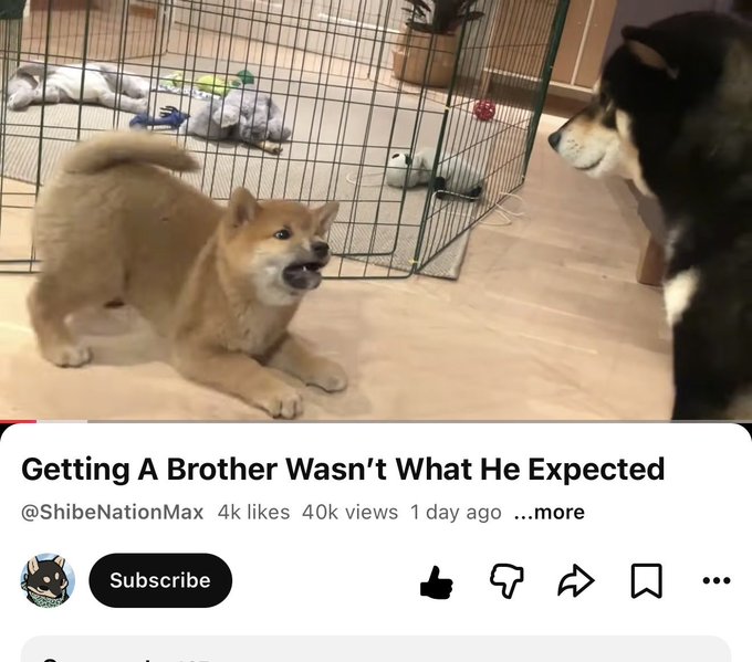 A YouTube video thumbnail titled "Getting A Brother Wasn't What He Expected" by @ShibeNationMax (40k views) shows a Shiba Inu puppy playfully barking at a larger black-and-tan dog, tying into the meme-token post about $MEEKO being described as Dogecoin's "brother."