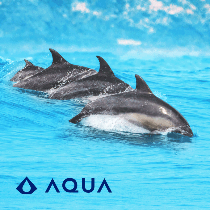 Three dolphins swimming together in bright blue water, with the "AQUA" logo displayed in the lower left corner.