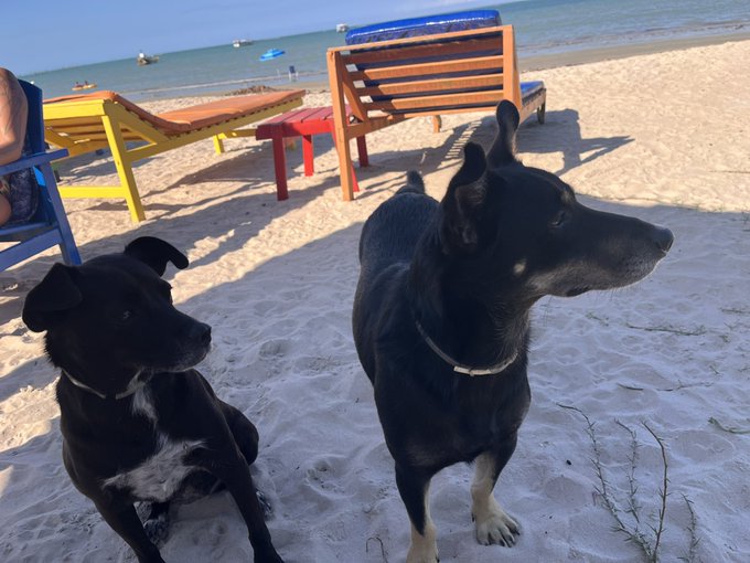 Two black dogs sit on a sandy beach near colorful wooden lounge chairs with the ocean and boats in the background.