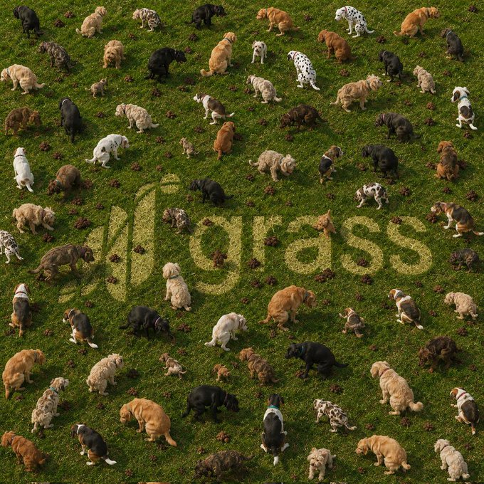 Aerial view of dozens of dogs scattered across a green field that spells out 'bass' in the grass.
