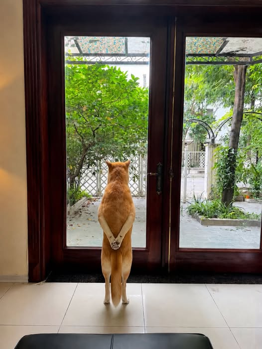 An orange cat stands upright on its hind legs with paws clasped, gazing through wooden glass doors at a green garden.