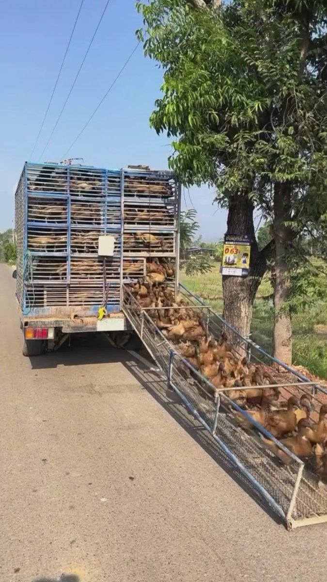 The image shows a truck with its back loaded up, pulling a ramp that has several large logs stacked on top of it. The logs are being transported down the road using the ramp attached to the truck's bed. There is also a sign posted next to the truck and ramp, which reads "Quack-quack? Quack-quack! #uck #dmd #crypto #btc #memetoken #nft #taptap #clicker #p2e #game". The scene captures an interesting juxtaposition of a large truck with its cargo and the sign, which seems to be related to some sort of game or event.