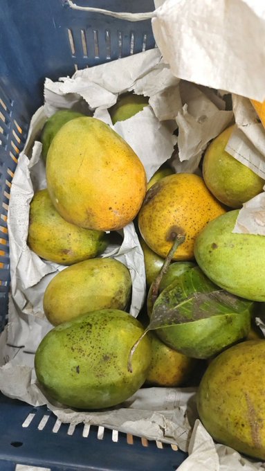 The image shows a basket filled with ripe mangoes placed inside a blue plastic container or shopping bag. The mangoes are of various sizes and colors, indicating that they are fresh and ready for consumption. The background appears to be a white surface, which further emphasizes the focus on the fruit in the foreground.