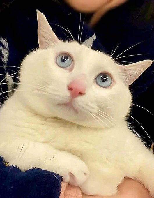 A white cat with striking blue eyes lies on its back looking up, being held by someone whose hands are partially visible.