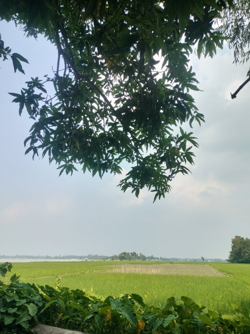 A scenic landscape photo showing green tree branches framing a view of bright green agricultural fields (likely rice paddies) under a pale blue sky with scattered clouds.