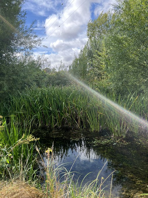 A tranquil pond surrounded by tall reeds and lush trees under a partly cloudy sky, with a faint rainbow streak of sunlight cutting across the scene—capturing the serene beauty of the British countryside during a final stretch of a journey before returning home.
