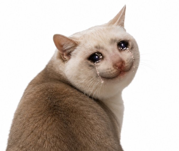 A cream-colored cat with tear streaks running down from its large blue eyes, looking back over its shoulder against a white background. The image visually reinforces the post's emotional claim that "$CASHCAT will never go below $100m again," with the cat's tearful expression suggesting relief or sadness tied to the token's market performance.