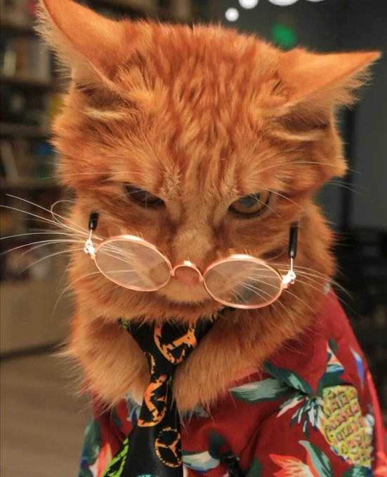 An orange tabby cat wearing small round glasses and a colorful floral Hawaiian shirt with a dark patterned tie looks down thoughtfully at a book. The image reinforces the post's message about quiet, thoughtful innovation by depicting a scholarly, reflective "intellectual" cat engaged in study, symbolizing the careful, behind-the-scenes work being done on foundational technology.