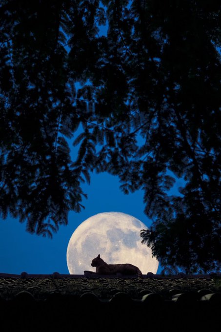 Silhouette photograph of a cat lying on a tiled rooftop with a large full moon rising behind it, framed by dark tree branches against a deep blue night sky.