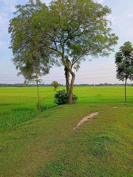 A large tree stands on a grassy mound beside vibrant green rice paddies, with a dirt path leading toward it under a partly cloudy sky.