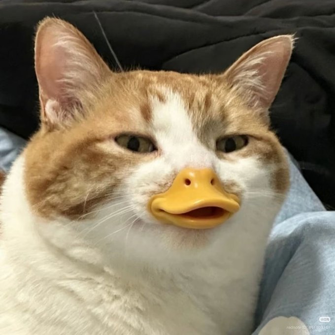 A close-up of an orange and white cat with a small yellow rubber duck toy resting on its nose.
