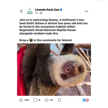 A Facebook post from Lincoln Park Zoo (dated 1h ago) announces the arrival of a two-toed sloth named Solana at their Regenstein Small Mammal-Reptile House, inviting people to "Drop a [poop emoji] in the comments for Solana!" The image shows a close-up of the sloth's face looking up at the camera, which corresponds to the zoo's announcement that inspired the launch of the new $SOLANA token.