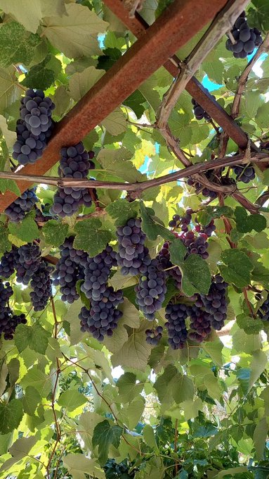 Clusters of dark purple grapes hanging from vines under a wooden trellis, surrounded by lush green leaves in bright sunlight.