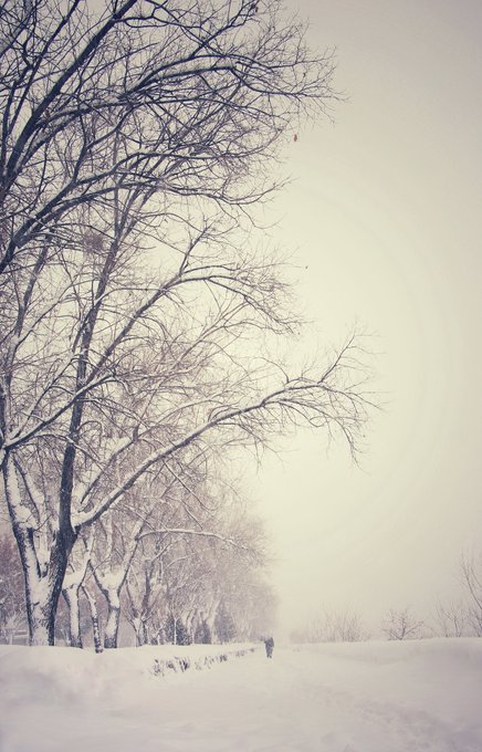 A serene winter scene of bare snow-covered trees lining a snow-covered path, with a soft, hazy sky in the background.