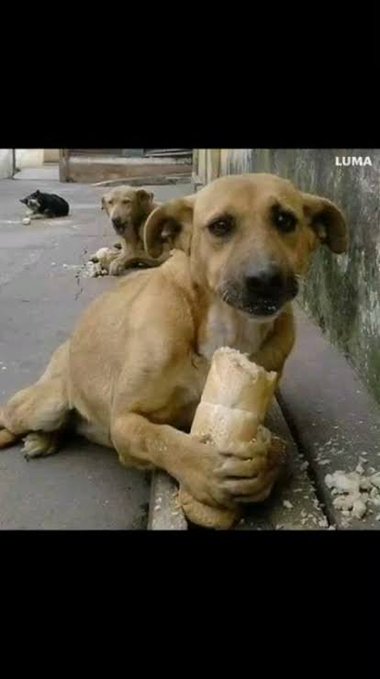 A tan street dog sitting on the ground protectively holding a large bone, with another dog visible in the background.