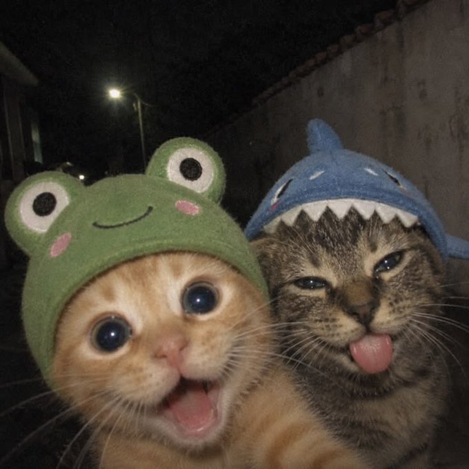 A nighttime close-up photo of two cats wearing hats; an orange and white cat wears a green frog hat, and a tabby cat wears a blue shark hat.