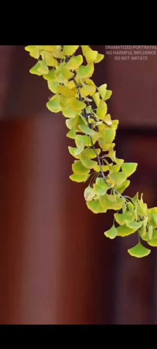 Vertical video of a ginkgo tree branch with yellow-green fan-shaped leaves, with text warning "DRAMATIZED PORTRAYAL NO HARMFUL INFLUENCE DO NOT IMITATE".