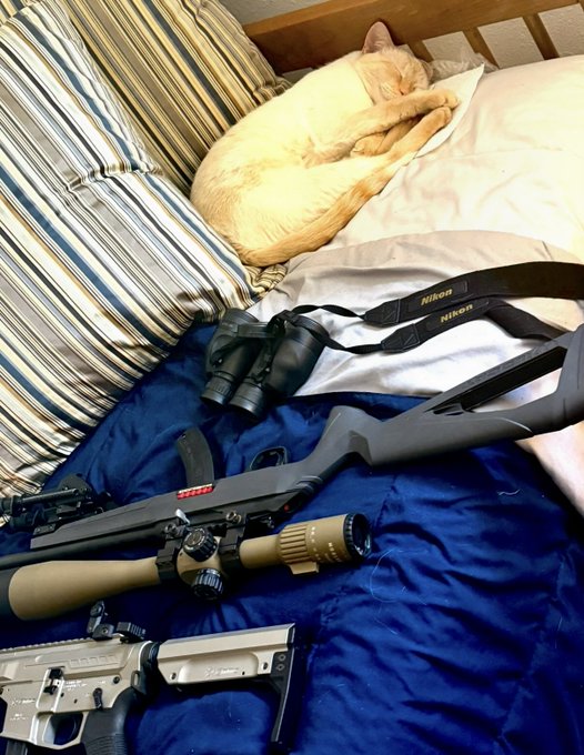 An orange tabby cat sleeping on a striped pillow on a bed, with a Nikon binocular strap, a tan rifle scope, and firearms laid out on a blue blanket in the foreground.