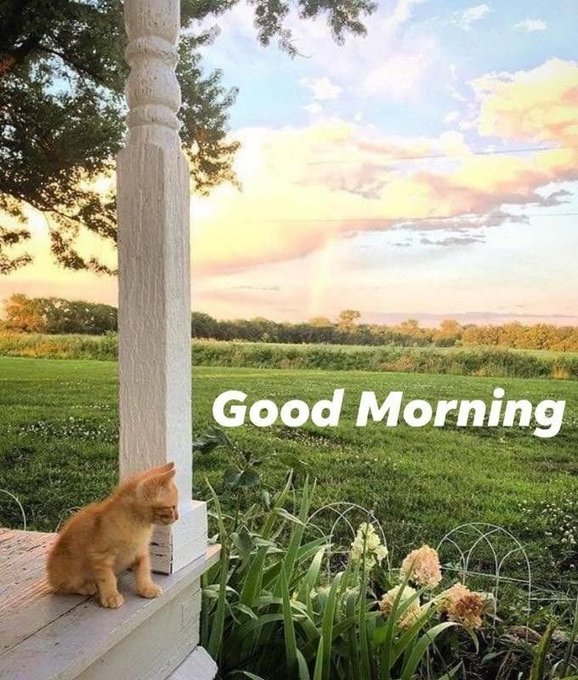 A fluffy orange kitten sits on a porch overlooking a peaceful green field at sunrise, with the text "Good Morning" displayed across the scene, perfectly capturing the cheerful greeting spirit of the post wishing followers a happy Tuesday.