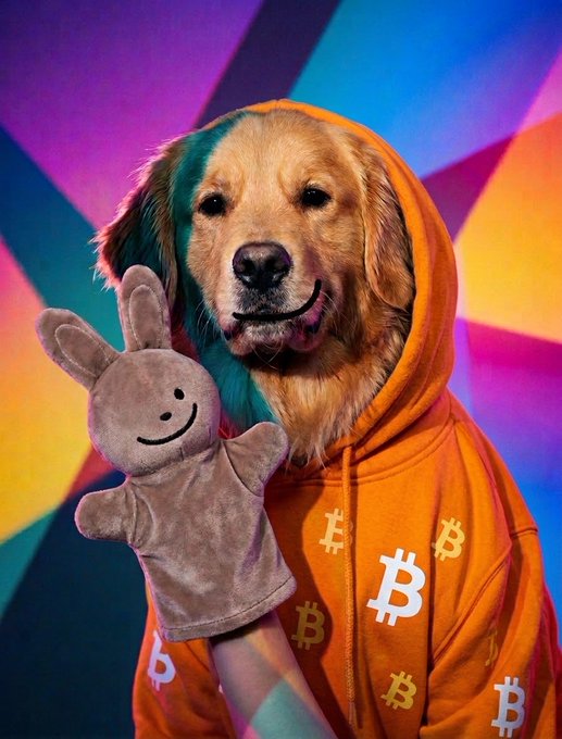 A golden retriever wearing an orange Bitcoin hoodie holds up a plush hand puppet against a colorful geometric background.