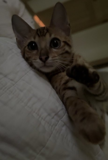 A spotted tabby cat lounges on a white quilted blanket, gazing up with wide eyes and one paw stretched out, perfectly capturing the relaxed, sleepy "gm" vibe of a lazy morning.