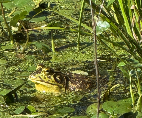 urn of water with a frog resting on its back, surrounded by green plants and leaves.
