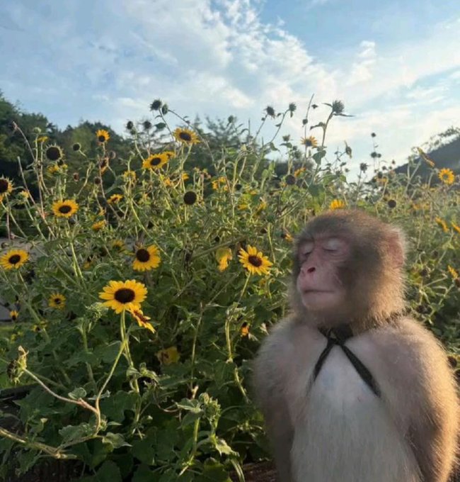 A Japanese macaque monkey wearing a harness sits peacefully with eyes closed in a field of yellow sunflowers under a partly cloudy sky.