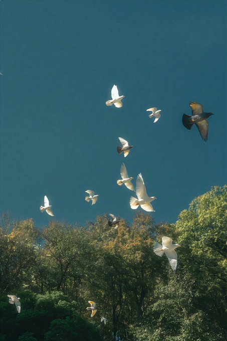 A flock of white pigeons and one black bird taking flight against a clear blue sky above green treetops.
