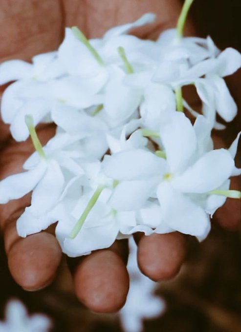 The image features a person's hand holding up a bunch of white flowers, possibly jasmine or another type of flower with long green stems. The background appears to be blurred, but there seems to be some sort of text present that reads "Friday morning @useTria Most Web3 referral programs usually die right after the signup wave People join fast then disappear even faster and the system stops feeling real Season 3 feels a bit different here Instead of just rewarding the invite they are now focusing on real". The focus is on the hand holding up the flowers, with the background being less prominent.