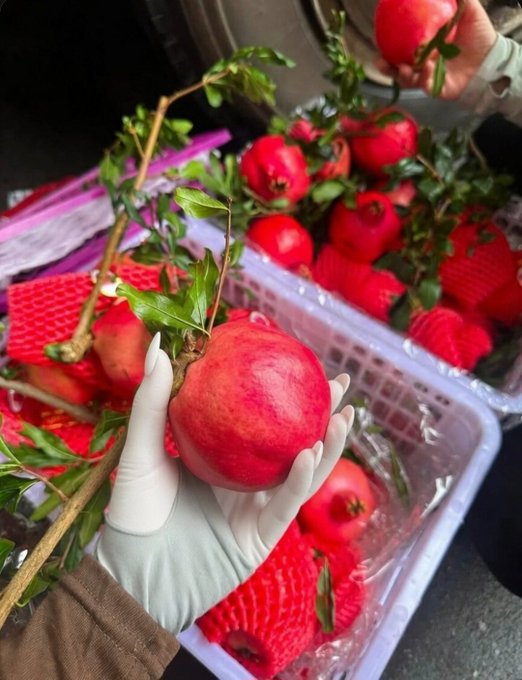 A hand wearing a white glove holding a fresh pomegranate still on its branch, with a crate full of pomegranates wrapped in red protective foam netting in the background.